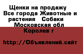 Щенки на продажу - Все города Животные и растения » Собаки   . Московская обл.,Королев г.